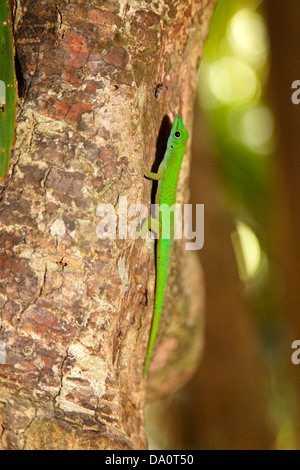 Astriata Phelsuma astriata, Vallee de Mai Riserva Naturale, casa di Coco de Mer , Praslin, Seicelle Foto Stock