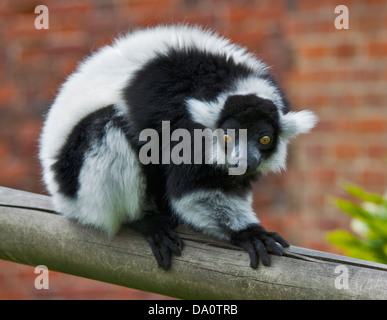 Bianco e nero lemure Ruffed (Varecia variegata variegata) Foto Stock