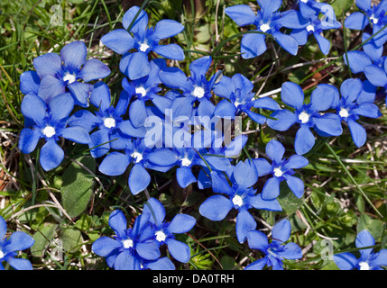 La molla la genziana (Gentiana verna), Adamello Parco Nazionale, Italia Foto Stock