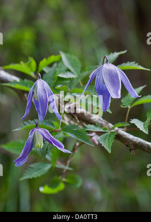 Wild clematide alpina (Clematis alpina), Alpi, Italia Foto Stock