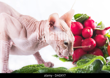 Il gatto sphinx mangiare cetriolo fresco Foto Stock