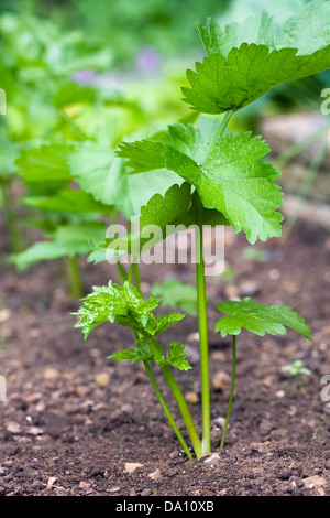 Pastinaca sativa. Pastinaca piantine crescono nel giardino vegetale. Foto Stock