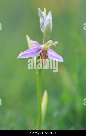 Wasp Orchidea (Ophrys apifera var. trollii) su Collard Hill Foto Stock