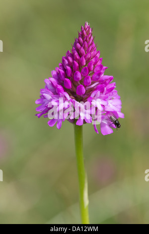 Orchide (Anacamptis pyramidalis) con volare Foto Stock