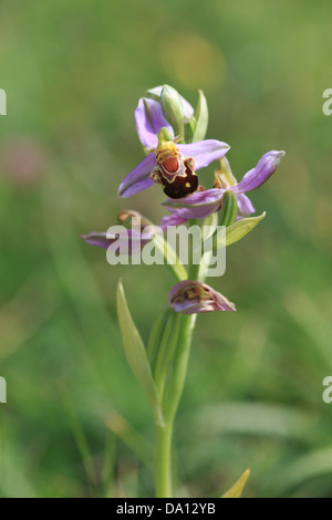 Bee Orchid (Ophrys apifera) su Collard hill riserva naturale Foto Stock