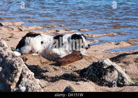 Border Collie (Sheep Dog) sulla spiaggia; distesi sulla sabbia a bordo dell'acqua Foto Stock