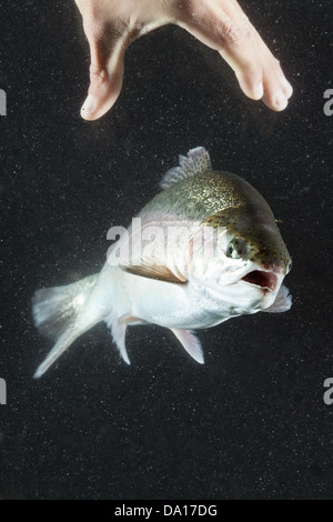 La pesca alla trota con orso mano Acquario Shot Foto Stock