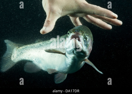 La pesca alla trota con orso mano Acquario Shot Foto Stock