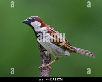 Maschio di casa passero appollaiato sul ramo Foto Stock