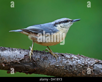 Eurasian picchio muratore appollaiato Foto Stock