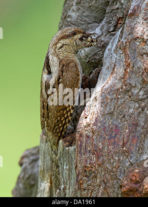 Eurasian spasmodico a nido con foro di insetti nel becco Foto Stock