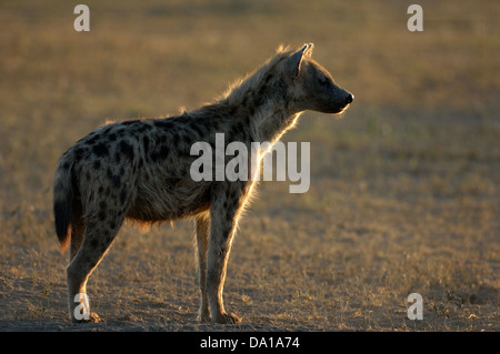 Spotted hyena (Crocuta crocuta) permanente sulla savana con retroilluminazione, Serengeti National Park, Tanzania. Foto Stock