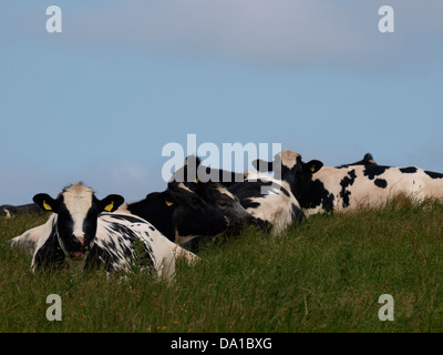 Vacche che stabilisce in erba sulla cima di una collina, Cornwall, Regno Unito 2013 Foto Stock