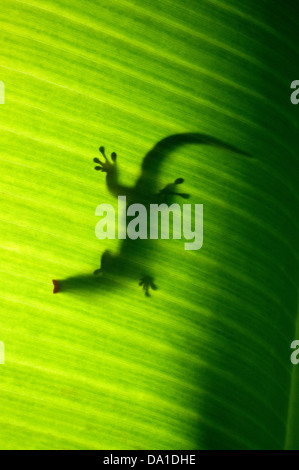 Silhouette di Seychelles piccolo giorno gecko Foto Stock