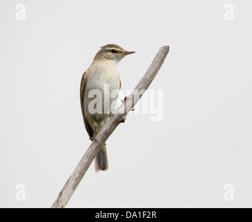 Close-up di una Sedge trillo (Acrocephalus schoenobaenus) in posa su di un ramo Foto Stock