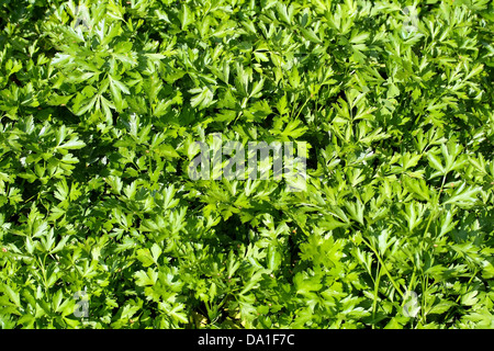 Si tratta di un immagine ravvicinata di prezzemolo come bella natura verde dello sfondo. Foto Stock