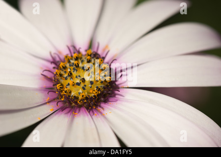 Uno 1 rosa fioritura Osteospermum fruticosum fiore a margherita lotti petali portando ad anello di centro di stame antere giornata di sole Foto Stock