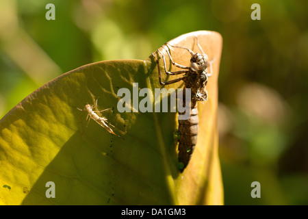 Hawker Imperatore Libellula rossa piccola vuota damselfly ninfa caso larvale esuvia femmina adulta su stagno giglio Foglia illuminazione laterale mattina Foto Stock