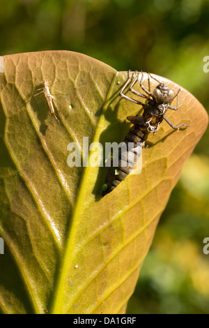 Hawker Imperatore Libellula rossa piccola vuota damselfly ninfa caso larvale esuvia femmina adulta su stagno giglio Foglia illuminazione laterale mattina Foto Stock