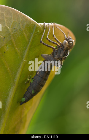 Hawker imperatore libellula ninfa vuoto caso larvale esuvia femmina adulta su stagno giglio Foglia illuminazione laterale mattina Foto Stock