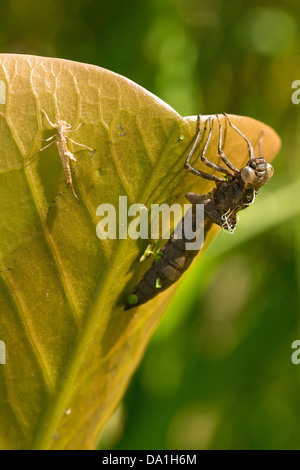 Hawker Imperatore Libellula rossa piccola vuota damselfly ninfa caso larvale esuvia femmina adulta su stagno giglio Foglia illuminazione laterale mattina Foto Stock