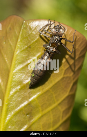 Hawker imperatore libellula ninfa vuoto caso larvale esuvia femmina adulta su stagno giglio Foglia illuminazione laterale mattina Foto Stock