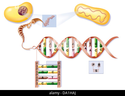 GENETICA, DNA Foto Stock