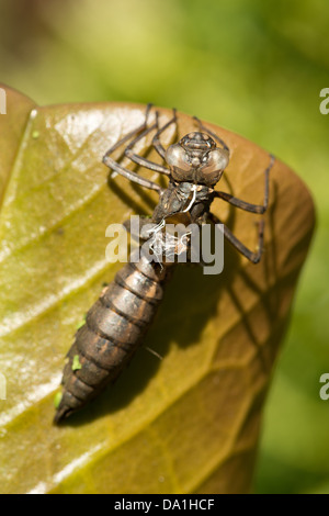 Hawker imperatore libellula ninfa vuoto caso larvale esuvia femmina adulta su stagno giglio Foglia illuminazione laterale mattina Foto Stock