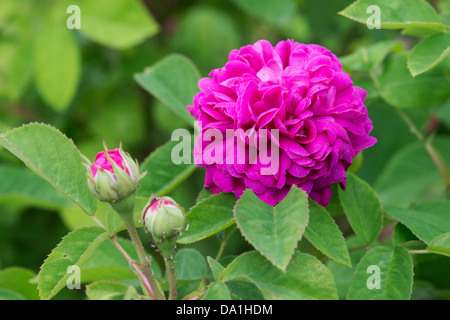 Rosa. Rose 'De Rescht' Fiore Foto Stock