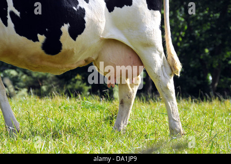 MAMMELLA DELLA MUCCA Foto Stock