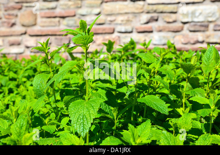 Chiudere l immagine di un balsamo di limone letto in giardino Foto Stock
