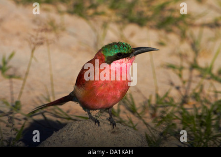 Southern Carmine Gruccione (Merops nubicoides), il Parco Nazionale di Hwange, Zimbabwe, Sud Africa Foto Stock