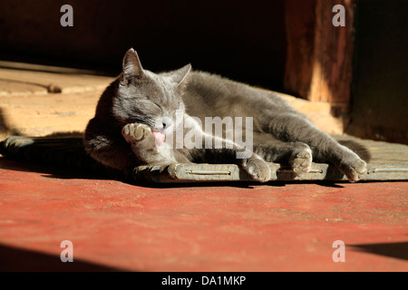 Gatto grigio ( felis catus) toelettatura stesso in posizione soleggiata sulla zerbino. Foto Stock