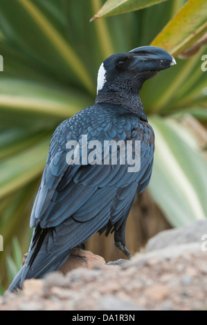 Thick-fatturati Corvo Imperiale (Corvus crassirostris), Simien Mountains National Park, Etiopia Foto Stock