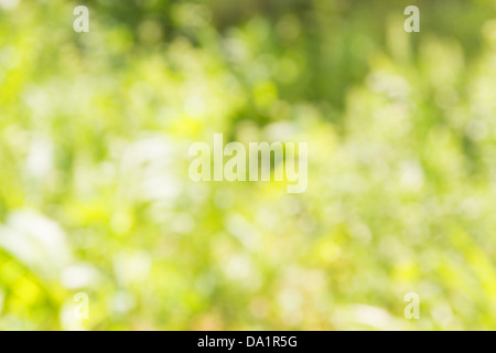Blured naturale verde primavera estate orizzontale di sfondo Foto Stock