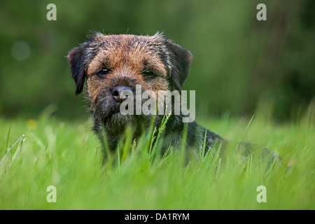 Border Terrier (Canis lupus familiaris) il cane giacente in Prato Foto Stock