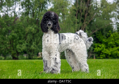 Bianco e nero barboncino Arlecchino (Canis lupus familiaris) in giardino Foto Stock