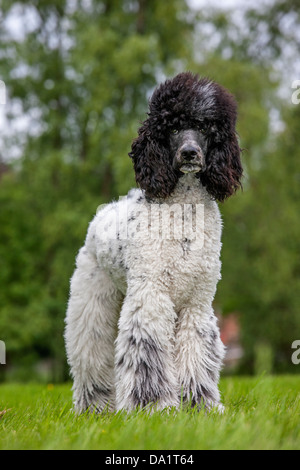 Bianco e nero barboncino Arlecchino (Canis lupus familiaris) in giardino Foto Stock