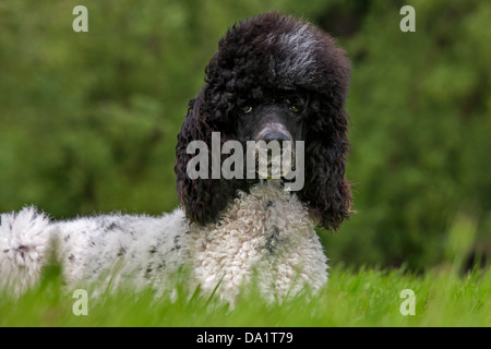 Bianco e nero barboncino Arlecchino (Canis lupus familiaris) giacente sul prato in giardino Foto Stock