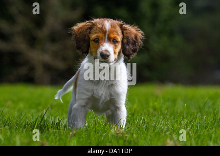 Kooikerhondje / Kooiker Hound (Canis lupus familiaris), utilizzati per la caccia alle anatre, in giardino, Paesi Bassi Foto Stock