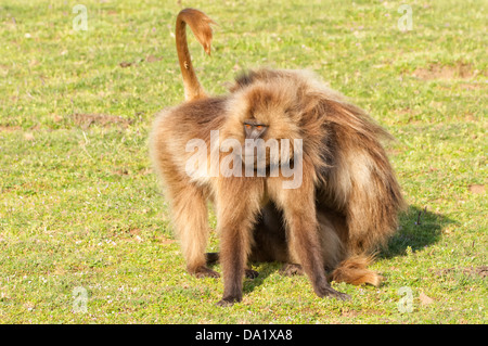 I babbuini Gelada (Theropithecus Gelada grooming) ogni altra, Simien Mountains National Park, Nord Etiopia Foto Stock