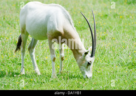 Un lone scimitar cornuto oryx pascolo di erba in una giornata di sole Foto Stock