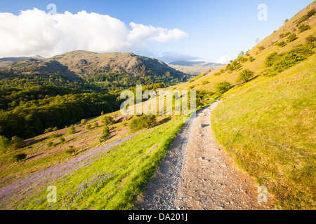 Bluebells crescendo su Loughrigg terrazza sopra Grasmere nel Distretto del Lago, UK. Foto Stock