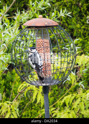 Un Picchio rosso maggiore (Dendrocopus major) alimentazione sulle partite di arachidi in un giardino bird feeder, Ambleside, Lake District, UK. Foto Stock