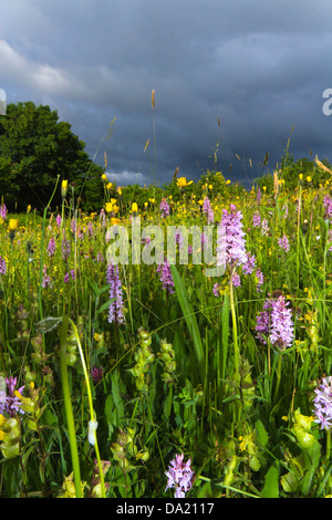 Common Spotted Orchid, prato estivo GLOUCESTERSHIRE REGNO UNITO Foto Stock