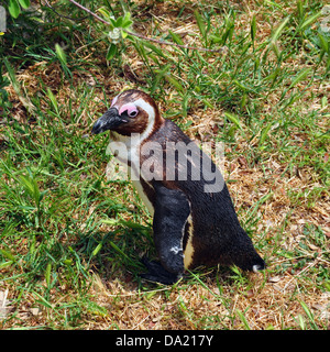 Nero Africa footed penguin camminare sull'erba. Animale in ambiente naturale. Foto Stock