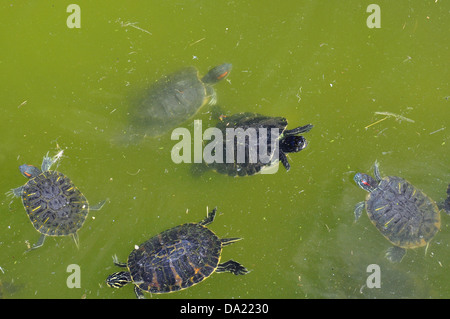 Rosso-eared slider tartarughe acquatiche nuotano in un stagno. Foto Stock