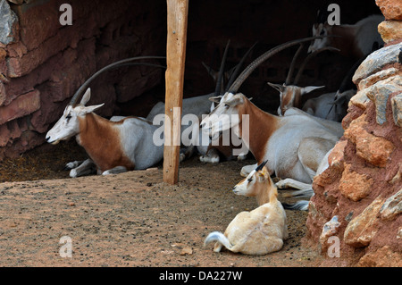 Allevamento di scimitar cornuto Oryx antilopi di riposo. Animale mammifero estinto nel selvaggio. Foto Stock