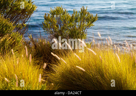 Il fogliame di spiaggia con l'Oceano Pacifico sullo sfondo. Foto Stock