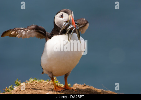 Atlantic Puffin (Fratercula arctica] con ali stese e il becco pieno di cicerelli (facente parte importante della dieta nella stagione riproduttiva) Foto Stock